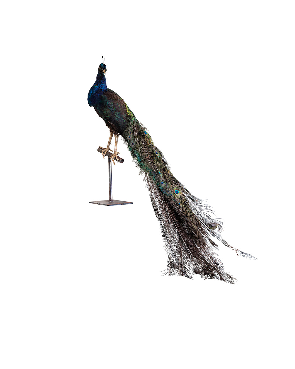 Taxidermy stuffed peacock mount